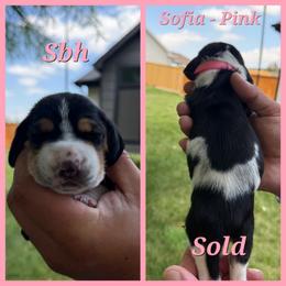 Pink collar- Sofia - Black brown and white female Basset Hound puppy in Park City, Kansas from Stegmans Basset Hounds