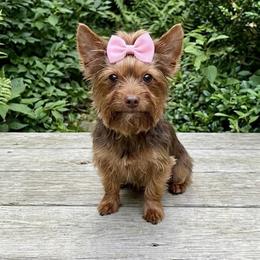 Bunni - Yorkshire Terrier