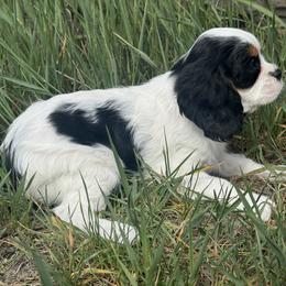 Cavalier King Charles Spaniel Puppies from Queen City Cavaliers