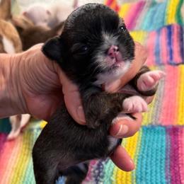 Anna - Fawn and white female Chihuahua puppy in Summerfield, Florida from Uey’s Chihuahuas