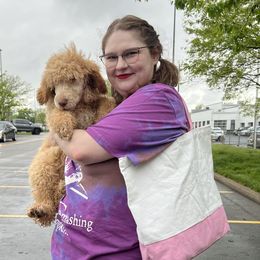 “Muffin” Hot Pink Collar Female - Apricot Poodle puppy in Buckhorn, Kentucky from Abner Farm’s Poodles