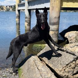 Sirius - Belgian Malinois