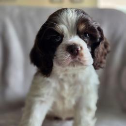 Green - Liver and white male Shih Tzu puppy in Jenks, Oklahoma from Northstar Shih Tzu