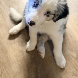 Border Collie Puppies from Cahill’s Canines