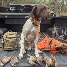 Moose - German Shorthaired Pointer