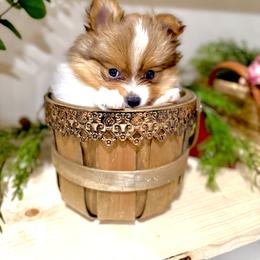Pomeranian Puppies from ThePomPack