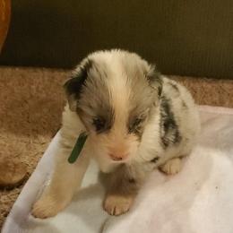 Doc - Blue merle male Australian Shepherd puppy in Rossville, Tennessee from GoodSprings Aussies