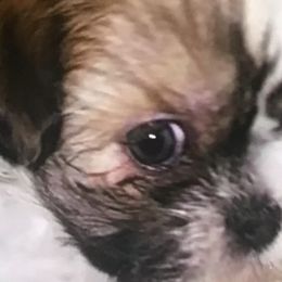 Shih Tzus from Fredericksburg shih tzus