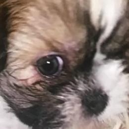 Shih Tzus from Fredericksburg shih tzus