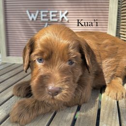 Kua'i - Caramel red female Australian Labradoodle puppy in Morgan Hill, California from Loving Labradoodle