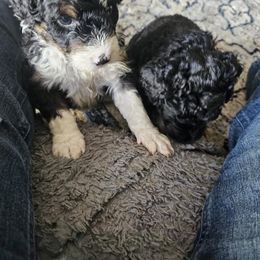 Bernedoodle Puppies from Joyful Pastures Homestead