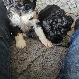 Bernedoodle Puppies from Joyful Pastures Homestead