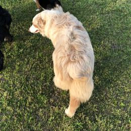 Companion Crosses, Miniature Australian Shepherds, and Pembroke Welsh Corgis from Hilltop Corgi Train