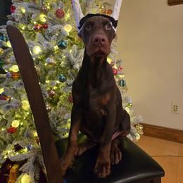 Lady Heloise - Red and rust female Doberman Pinscher puppy in Chagrin Falls, Ohio from Schloss Velburg Dobermanns