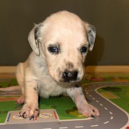 Noelle - White and black female Dalmatian puppy in Bremen, Georgia from Clark’s Dalmatians