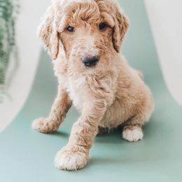 Goldendoodle, Labradoodle, and Poodle Puppies from Noble Friend Breeders LLC