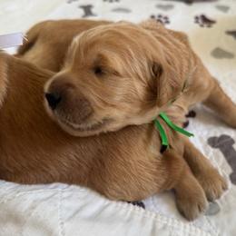 GUS - Red  male Goldendoodle puppy in Porter Ranch, California from Jasperdoodle.com