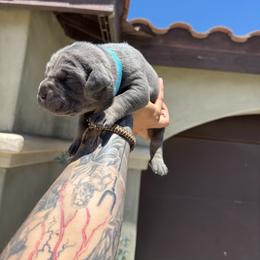 Diamond - Gray female Cane Corso puppy in Fontana, California from ThinLine Cane Corso