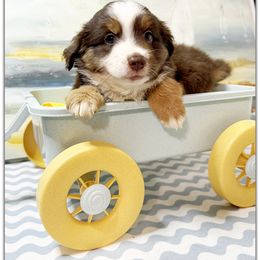 Girl 2 Mini Aussie - Red tri female Miniature Australian Shepherd puppy in Pensacola, Florida from TNT MINI AUSSIES