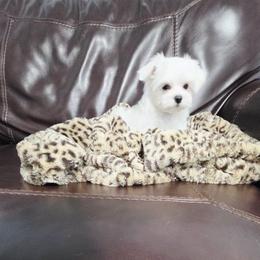 Mace - White female Maltese puppy in Austin, Texas from Austin Maltese Babies