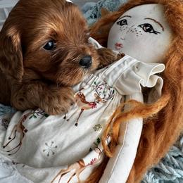 Cavalier King Charles Spaniel and Cavapoo Puppies from Cavapoo Puppy Parade