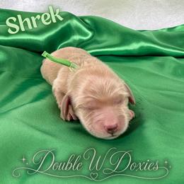 Shrek -AKC - Cream male Dachshund puppy in Alto, Texas from Double W Doxies