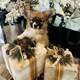 Babs - Sable female Pembroke Welsh Corgi puppy in Cashion, Oklahoma from Shabby Chic Corgis