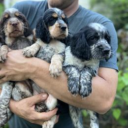 English Springer Spaniel Puppies from Cherokee Springers of NWFL