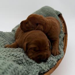 Boy 7 - Yellow male Labrador Retriever puppy in Burton, Michigan from Sunbrooke Acres