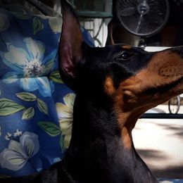 Doberman Pinschers from LaBella Dobermans