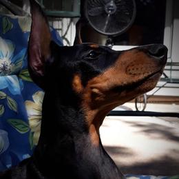 Doberman Pinschers from LaBella Dobermans