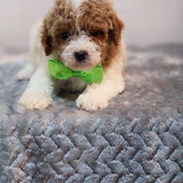 Jasper - White male Cavapoo puppy in Apopka, Florida from Rae Precious Puppies