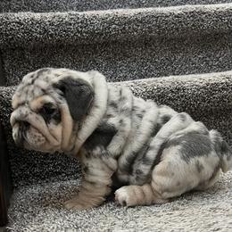 Bulldog Puppies from Gavier’s Classy Bulldogs