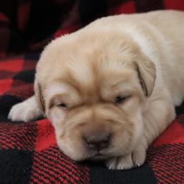 Snowball - Yellow female Labrador Retriever puppy in Camden, Indiana from Camden's Caring Canines