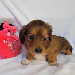 Lily - Sable female Dachshund puppy in Arab, Alabama from Cantrell’s Dachshund Den