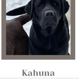 Kahuna - Labrador Retriever