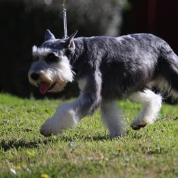 Thomas - Miniature Schnauzer