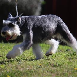 Thomas - Miniature Schnauzer