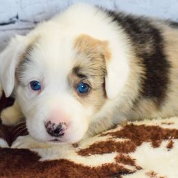Ralphie - Cardigan Welsh Corgi puppy from Star N Cardigan Corgis