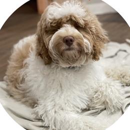 Bash - Australian Labradoodle