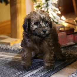 Reba - Red female Whoodle puppy in West Bend, Iowa from Blue Skies Terriers