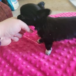 Chihuahua Puppies from Elegant Exotic Chihuahua's