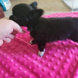 Chihuahua Puppies from Elegant Exotic Chihuahua's