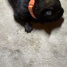 Boy 2 orange - Sable male German Shepherd puppy in Newsoms, Virginia from A Tier Above Shepherds