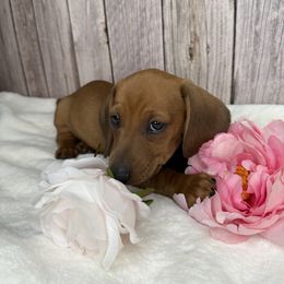 Dachshund Puppies from Harrison Farm