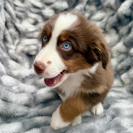 Cayenne-Full tail and runt of litter - Red tri-color male Australian Shepherd puppy in Penrose, Colorado from Best Friend Aussies