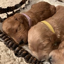 Bernedoodle and Goldendoodle Puppies from Doodles of the Desert