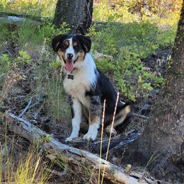 Grin - Miniature Australian Shepherd