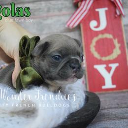 Legolas - Blue fawn male French Bulldog puppy in Loxahatchee, Florida from Blue Wonder Frenchies