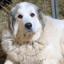 Joy - Great Pyrenees